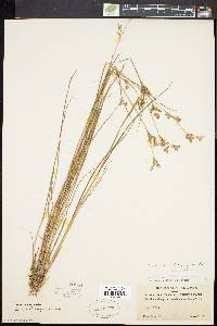 Juncus brevicaudatus image