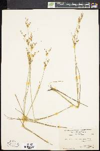 Juncus brevicaudatus image