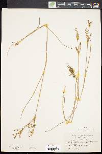 Juncus brevicaudatus image