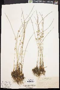 Juncus filiformis image