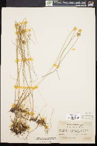 Juncus filiformis image