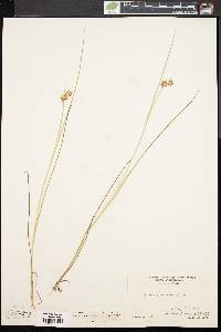 Juncus nodosus image