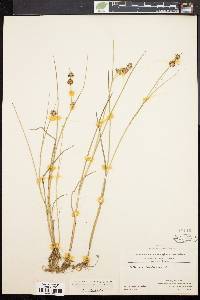 Juncus nodosus image