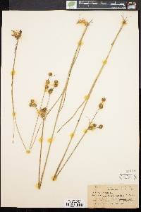 Juncus scirpoides image