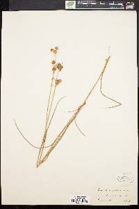 Juncus scirpoides image