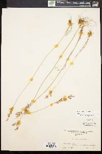 Juncus secundus image