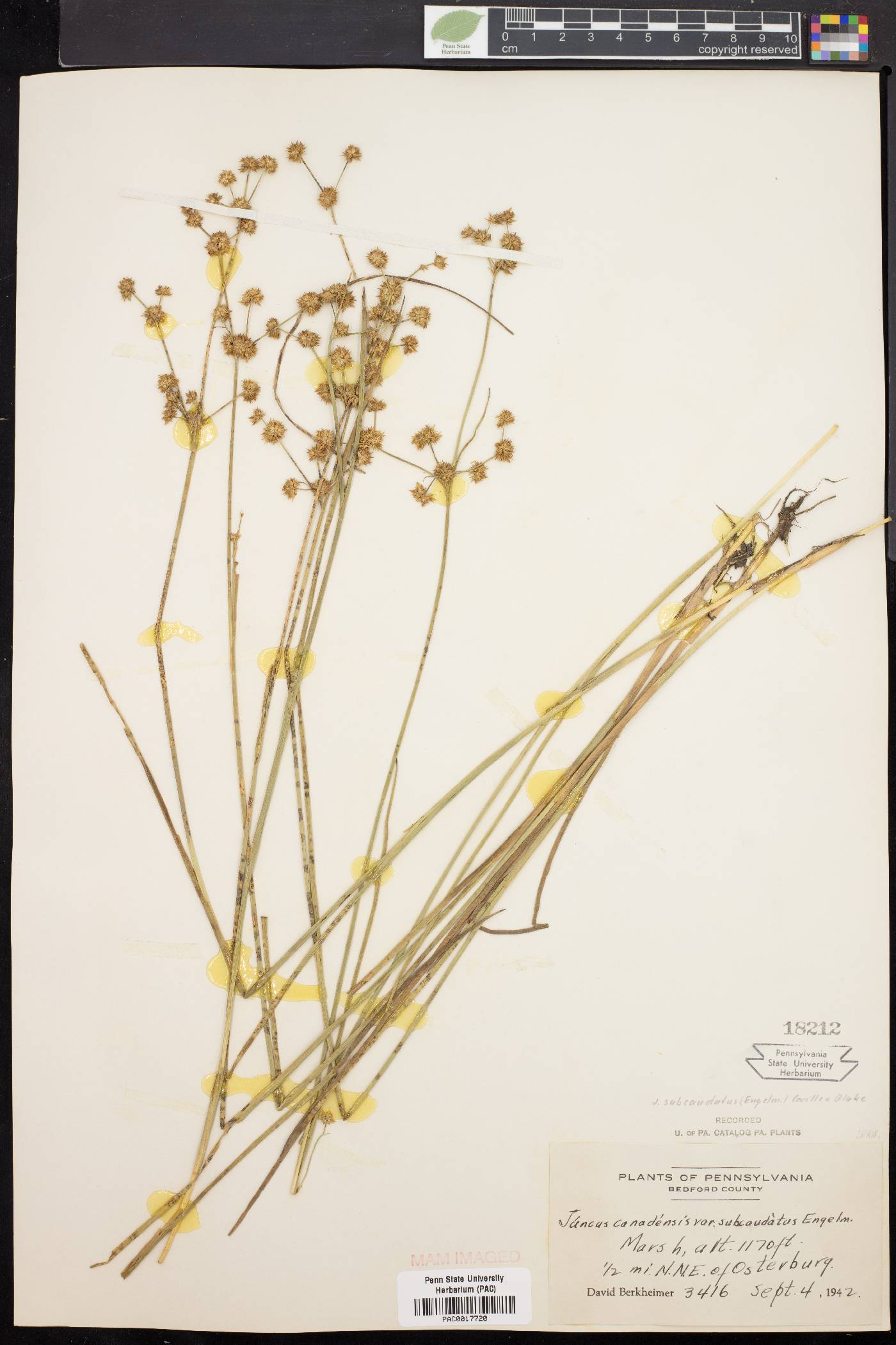 Juncus subcaudatus image