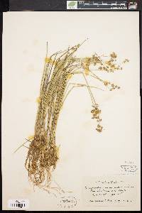 Juncus subcaudatus image