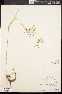 Juncus subcaudatus image