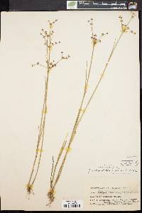 Juncus subcaudatus image