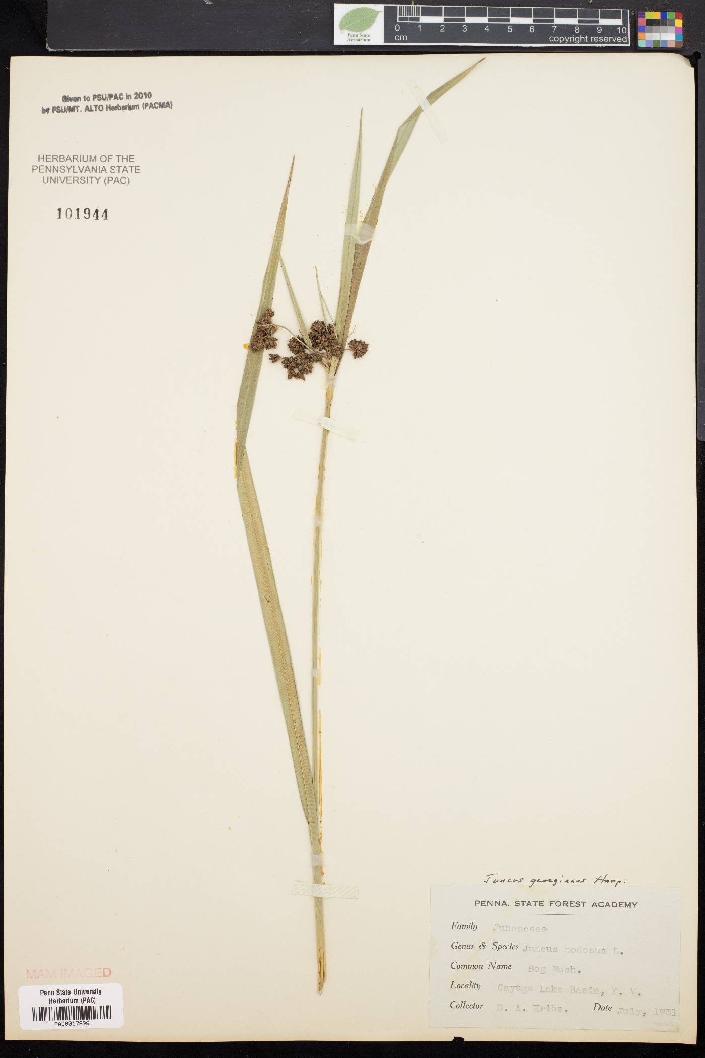 Juncus georgianus image