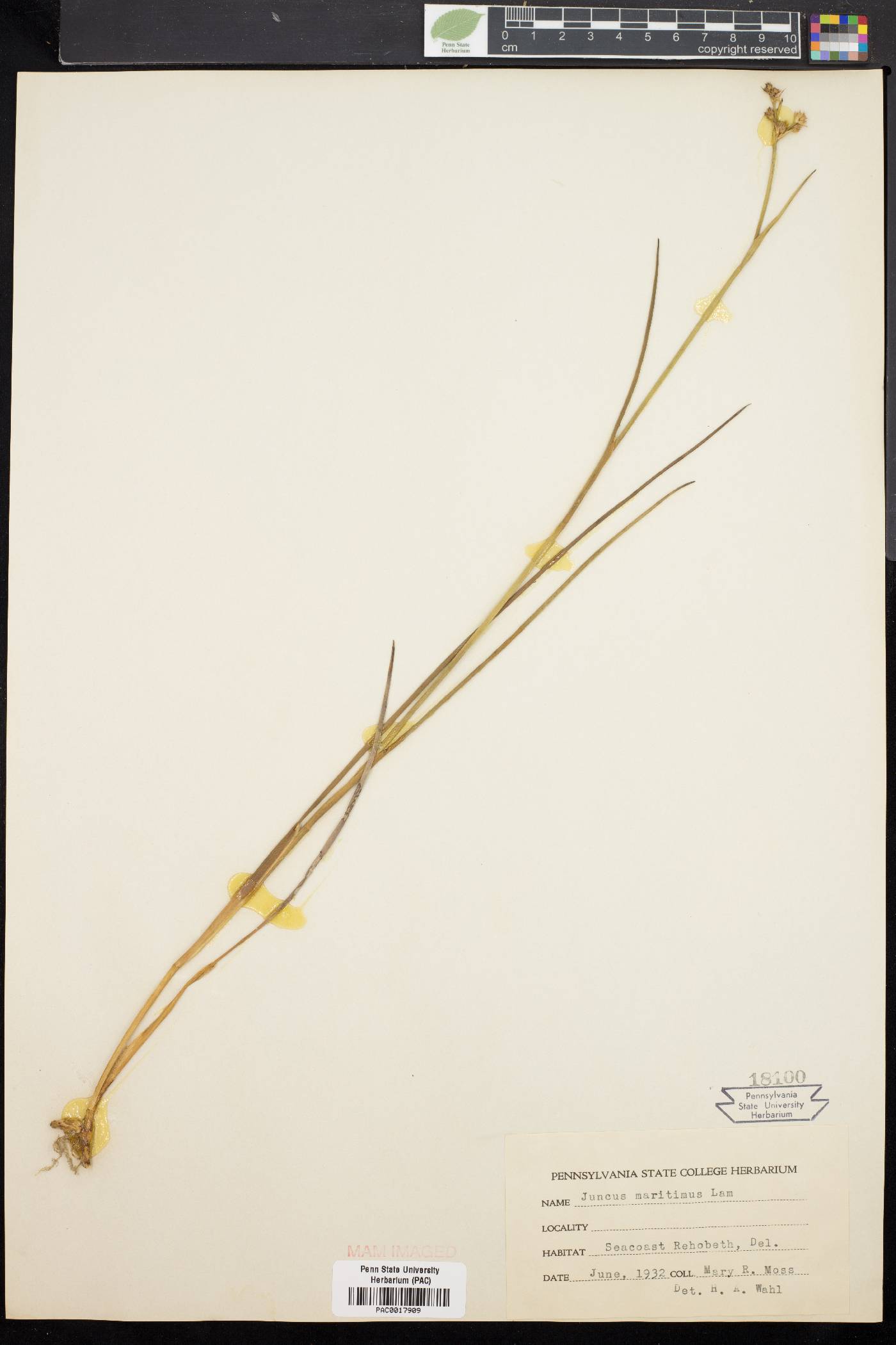 Juncus maritimus image