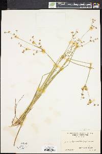 Juncus brevicaudatus image