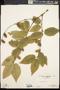 Betula lenta image