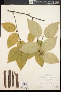 Betula lenta image