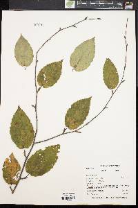 Betula lenta image