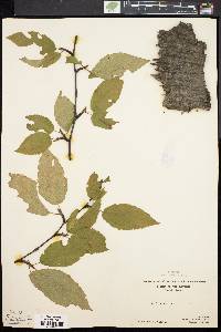 Betula lenta image