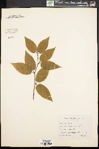 Betula lenta image