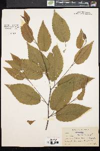 Betula lenta image