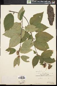 Betula lenta image