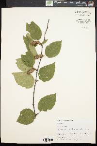 Betula lenta image