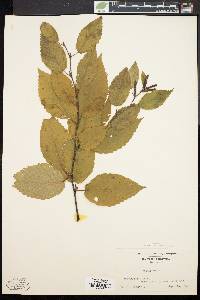 Betula lenta image