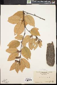 Betula lenta image