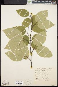 Betula lenta image