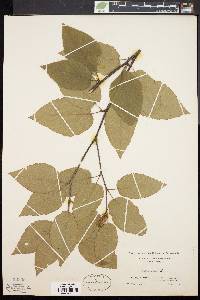 Betula lenta image