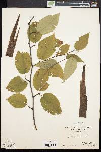 Betula lenta image