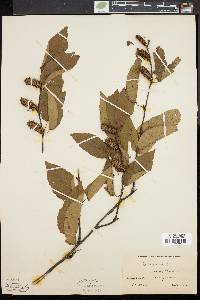 Betula lenta image