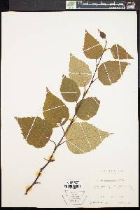 Betula papyrifera image