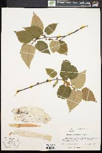 Betula papyrifera image