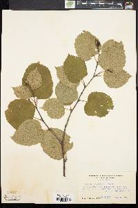 Betula papyrifera image