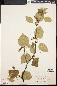 Betula papyrifera image