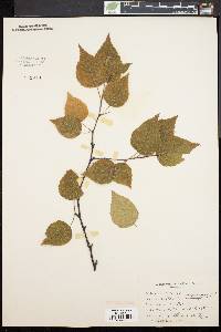 Betula papyrifera image