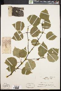 Betula papyrifera image