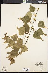 Betula populifolia image