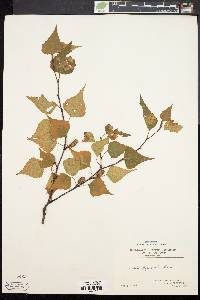 Betula populifolia image