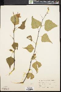 Betula populifolia image