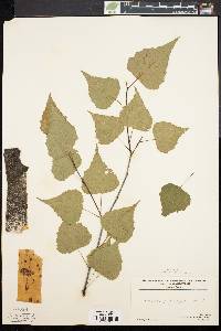 Betula populifolia image