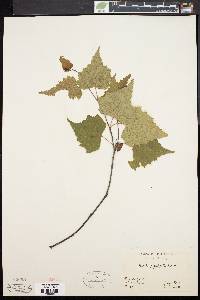 Betula populifolia image