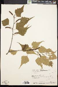 Betula populifolia image