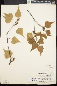 Betula populifolia image