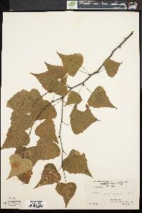 Betula populifolia image