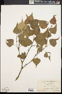 Betula populifolia image