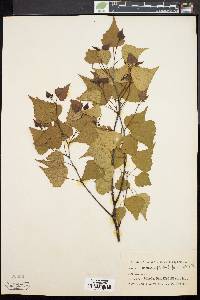 Betula populifolia image