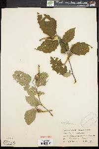 Corylus cornuta image