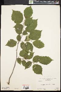 Corylus cornuta image