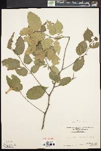 Corylus cornuta image